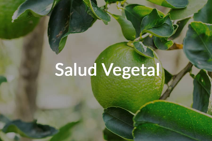 Salud Vegetal