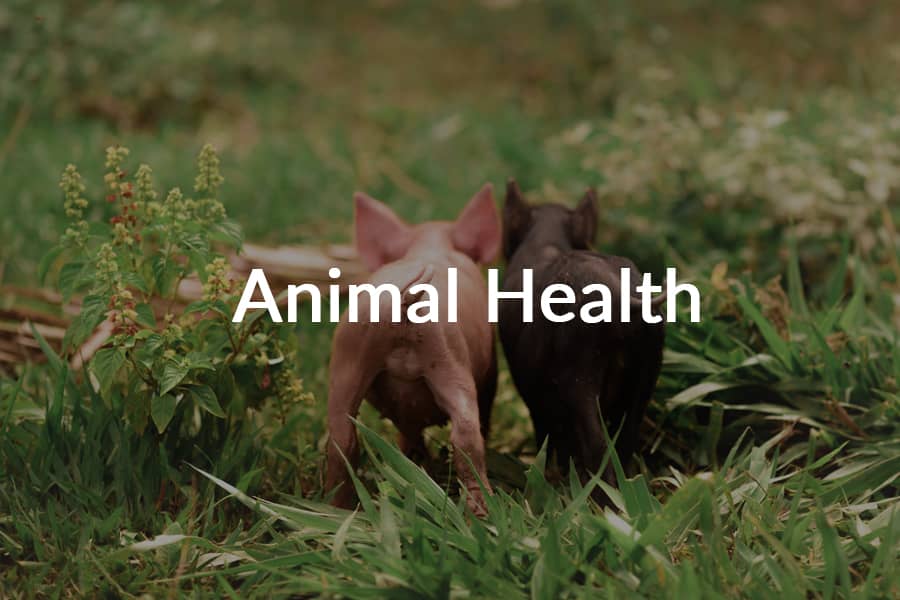 Animal health